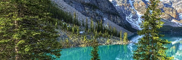 Drzewa, Alberta, Odbicie, Las, Jezioro Moraine, Dolina Valley of the Ten Peaks, Dolina Dziesięciu Szczytów, Kanada, Park Narodowy Banff, Góry