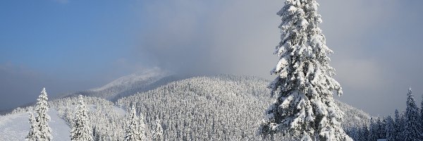 Zima, Świerki, Ośnieżone, Wzgórza, Las