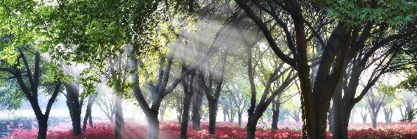 Park, Kwiaty, Drzewa, Słoneczne, Promienie
