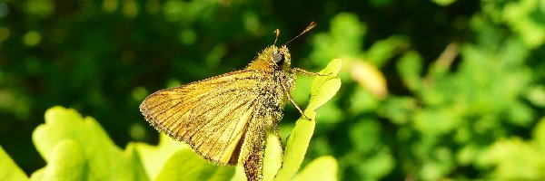 Karłątek kniejnik, Motyl