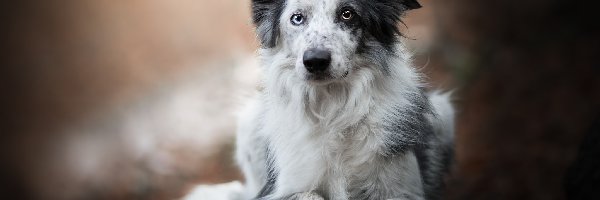 Pies, Murek, Border collie, Tło, Rozmyte