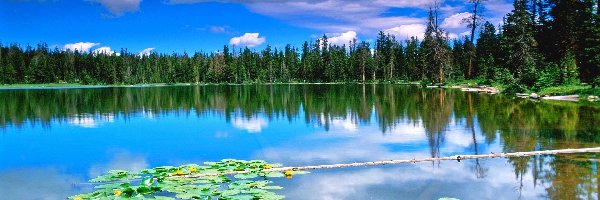 Jezioro, Żółty, Grążel, Drzewa, Las