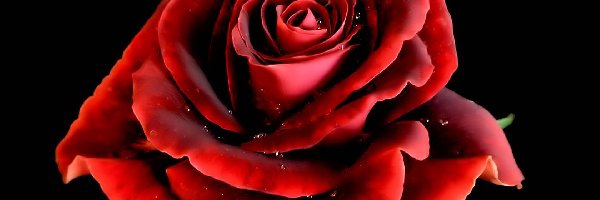 Płatki, Róża, Czerwona
