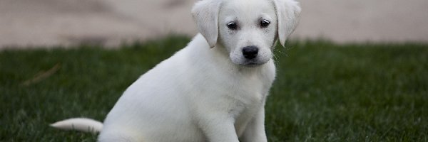 Trawa, Labrador Retriever, Szczeniak