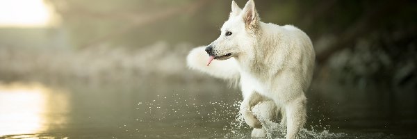 Woda, Biały owczarek szwajcarski, Pies
