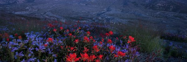 Wulkan, Łąka, Mount St. Helens, Gwiazdy, Noc