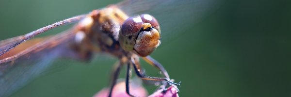 Makro, Owad, Ważka