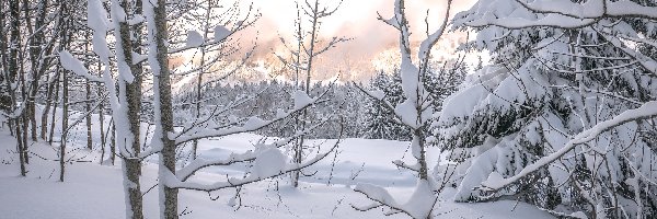 Las, Drzewa, Zaśnieżone, Zima