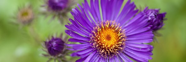 Aster, Fioletowy, Kwiat