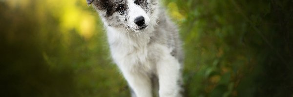 Szczeniak, Mordka, Border collie, Pies