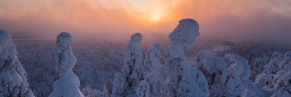 Mgła, Zaśnieżone, Finlandia, Laponia, Drzewa, Wschód słońca, Rezerwat przyrody Valtavaara, Zima