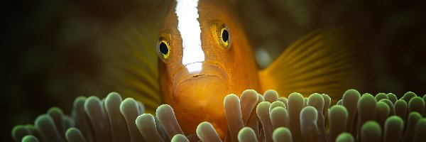 Orange skunk clownfish, Błazenek, Rybka