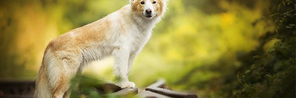 Tory, Border collie, Pies