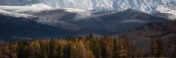 Rosja, Szczyty, Jesienne, Ośnieżone, Góry Południowoczujskie, Ałtaj, Drzewa