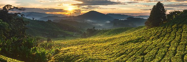 Stan Pahang, Wschód słońca, Cameron Highlands, Malezja, Drzewa, Plantacja