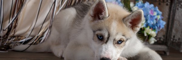 Siberian husky, Szczeniak