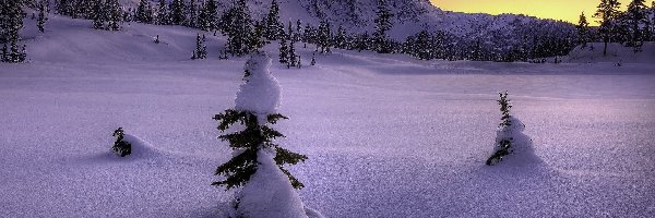 Drzewa, Góra, Śnieg