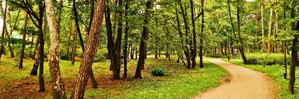 Drzewa, Droga, Park