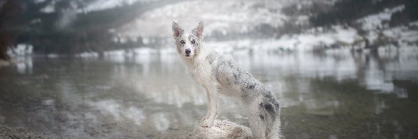 Border collie, Kamienie, Woda, Pies