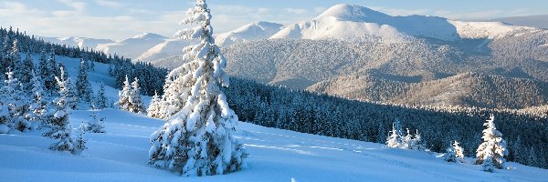 Świerki, Góry Karpaty, Las, Chmury, Zima, Ukraina