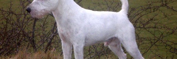 łąka, Parson Russell Terrier