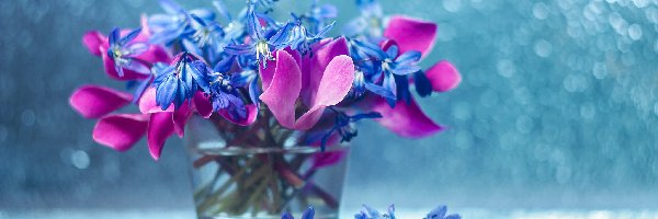 Wazonik, Cebulice Syberyjskie, Kwiaty, Bokeh, Cyklameny, Dekoracja