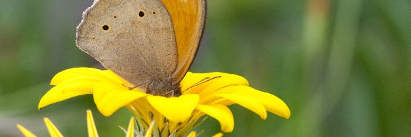 Motyl, Nieparek, Czerwończyk, Kwiat, Żółty