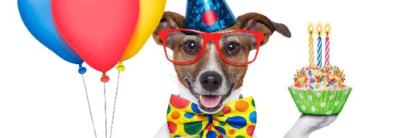 Pies, Balony, Śmieszne, Prezent, Okulary