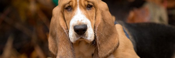 Basset Hound