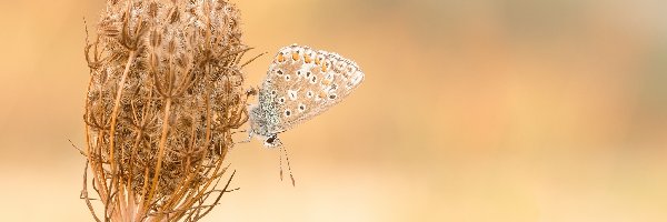 Marchew zwyczajna, Modraszek ikar, Motyl, Roślina