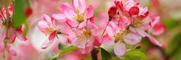 Różowe, Jabłoń, Kwiaty, Owocowe, Drzewo
