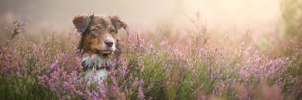 Owczarek australijski-australian shepherd, Wrzosy