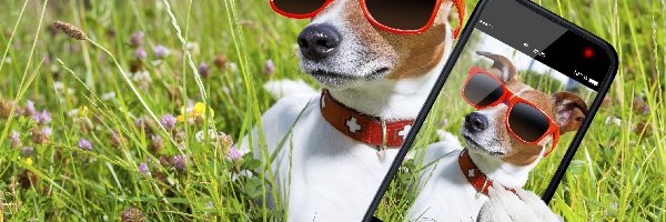 Pies, Telefon, Okulary, Selfie, Łąka