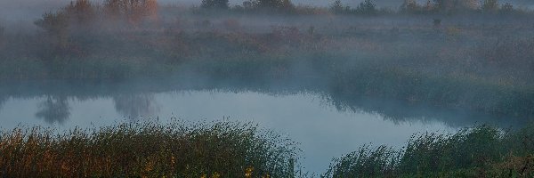 Trawa, Mgła, Drzewa, Rośliny, Jesień, Rzeka