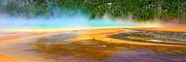 Las, Gorące źródło, Opary, Wzgórze, Park Narodowy Yellowstone, Stany Zjednoczone