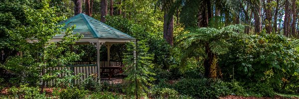 Australia, Krzewy, Ogród Botaniczny Mount Lofty, Altana, Drzewa