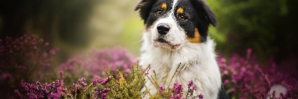 Wrzos, Australian shepherd, Owczarek australijski