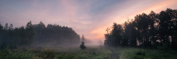 Podlasie, Mgła, Drzewa, Polska, Las, Rzeka