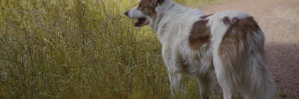 Kwiaty, Łąka, Trawa, Ścieżka, Border collie, Pies