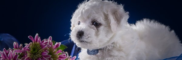 Szczeniak, Kwiaty, Bichon frise, Piesek