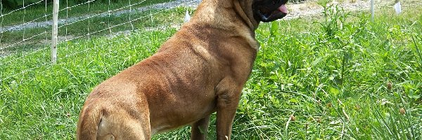 Mastiff, trawa, zielona, Mastif angielski