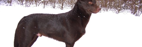 Owczarek australijski - Kelpie