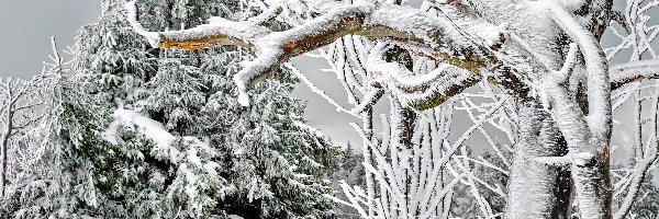 Śnieg, Gałęzie, Drzewa, Zima