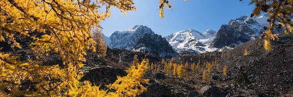 Rosja, Ałtaj, Drzewa, Góry Północnoczujskie, Jesień, Republika Ałtaju, Gałęzie