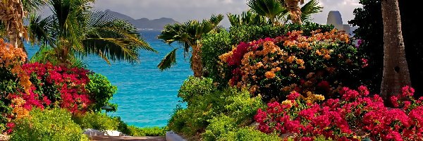 Ścieżka, Kwiaty, Palmy, Morze