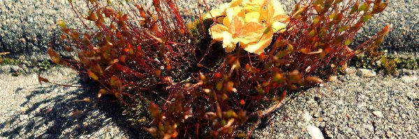 Mech, Kwiatek, Żółty, Kostka, Szara