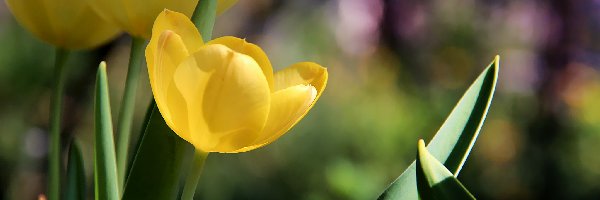 Tulipany, Żółte