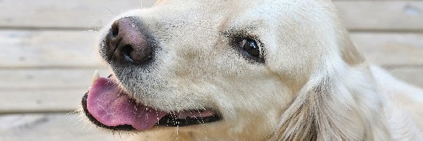 Pyszczek, Golden retriever, Pies