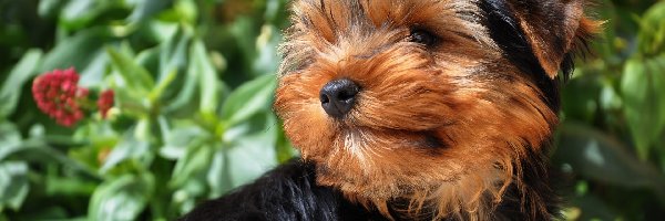 Yorkshire terrier