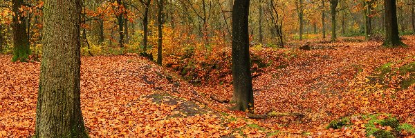 Las, Drzewa, Liście, Jesień
